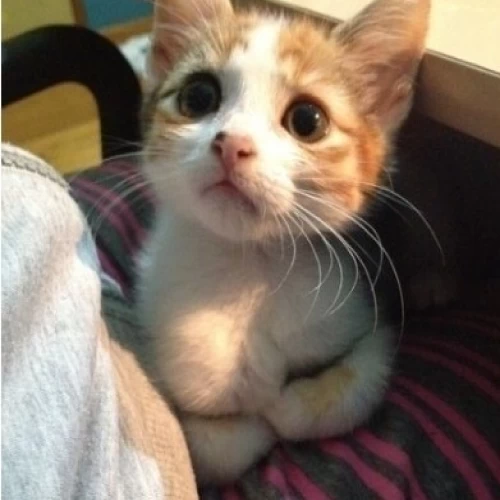 卖萌可爱小猫小狗头像，白色的小猫咪太萌了