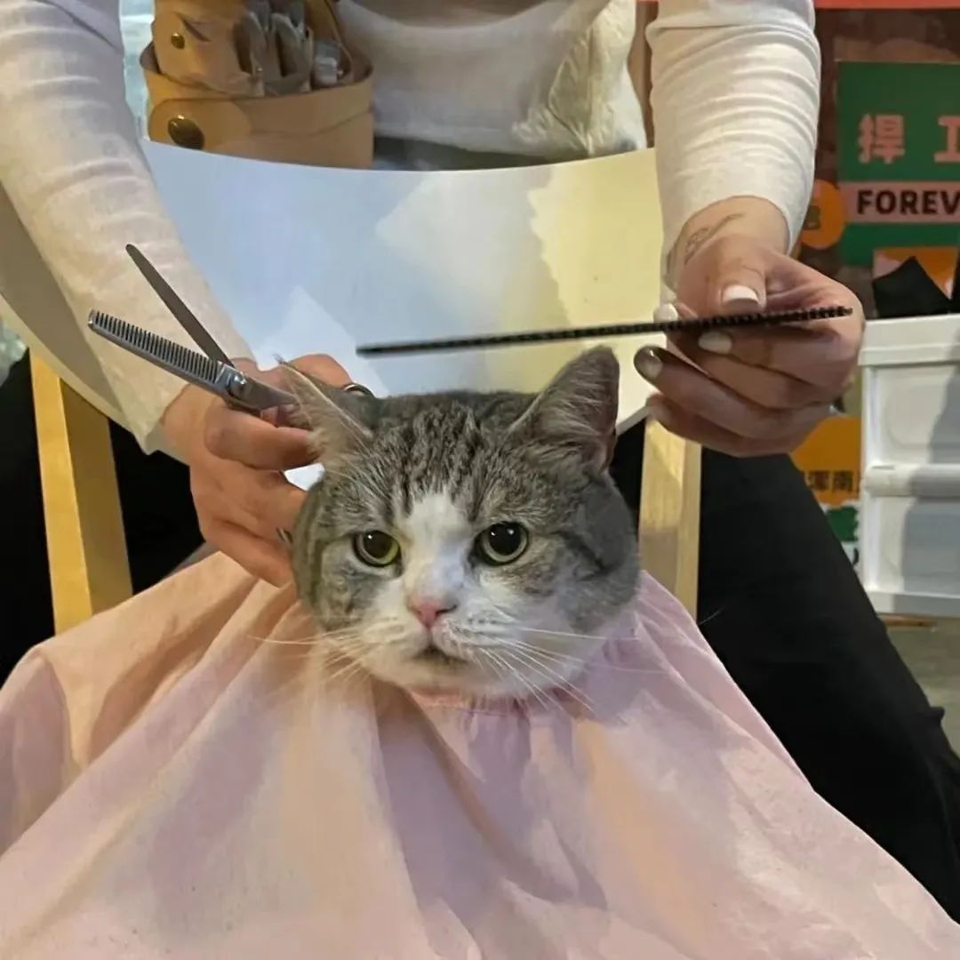 【头像】超好看的微信头像