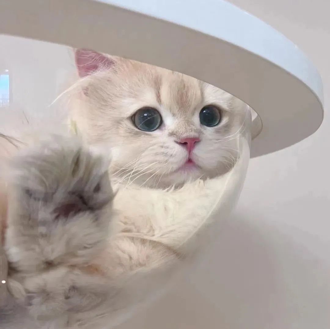 【头像】超好看的微信头像